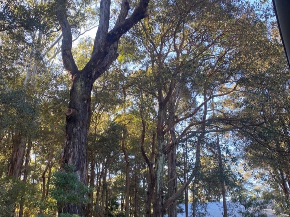 Mature trees in a Isle of Anglesey parkland setting due for routine re-inspection
