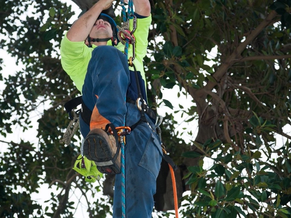 Qualified arborist working in a mature tree during an Enviro Trees UK survey in Isle of Anglesey